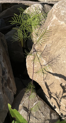 Ipomoea quamoclit