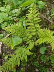 Athyrium americanum