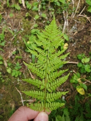 Athyrium americanum