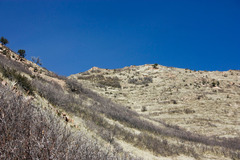 Quercus × pauciloba