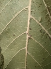 Gargaphia