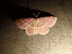 Scopula rubiginata