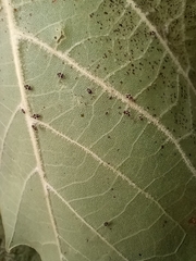 Gargaphia