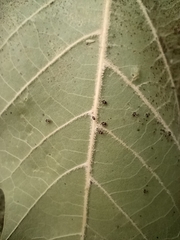 Gargaphia