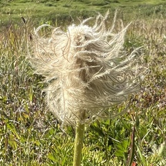 Pulsatilla occidentalis