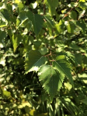 Betula neoalaskana