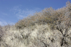 Quercus × pauciloba