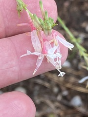 Oenothera simulans