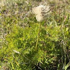 Pulsatilla occidentalis