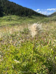 Pulsatilla occidentalis