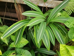 Hippeastrum reticulatum striatifolium
