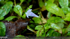 Bonnaya ruelloides