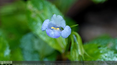 Bonnaya ruelloides