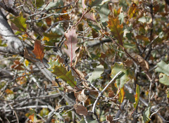 Quercus × pauciloba