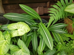 Hippeastrum reticulatum striatifolium