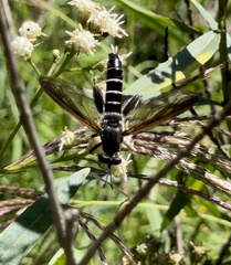 Mydidae