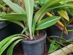 Hippeastrum reticulatum striatifolium