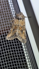 Eriopygini