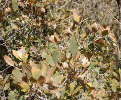 Quercus × pauciloba