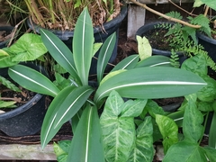 Hippeastrum reticulatum striatifolium