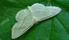 Scopula incanata