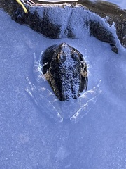 Rana boylii