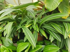 Hippeastrum reticulatum striatifolium