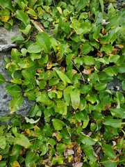 Salix arctica