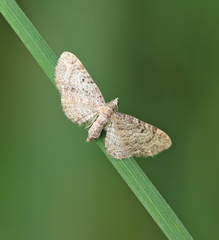 Eupithecia