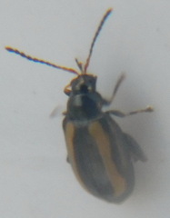 Phyllotreta nemorum