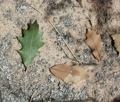 Quercus × pauciloba