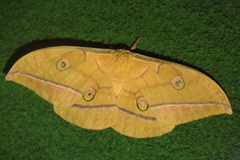 Antheraea yamamai