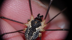 Mitopus morio
