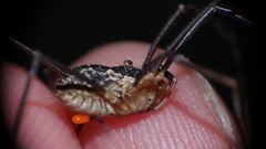 Mitopus morio