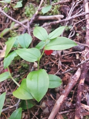 Streptopus streptopoides