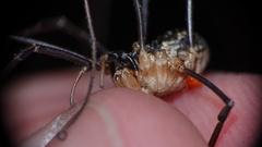 Mitopus morio