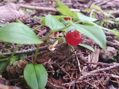 Streptopus streptopoides