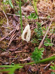 Clavaria