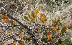 Quercus × pauciloba