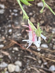 Oenothera simulans