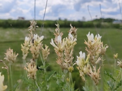 Astragalus albicaulis