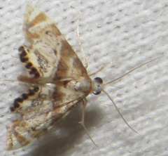 Petrophila fulicalis