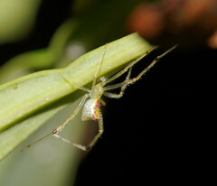 Thwaitesia nigronodosa