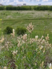 Astragalus albicaulis