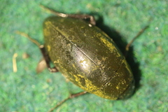 Hydrophilus piceus