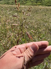 Poa alpina