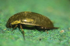 Hydrophilus piceus