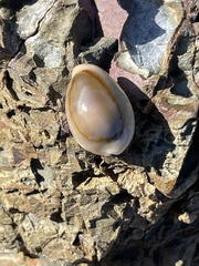 Monetaria annulus
