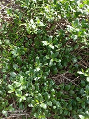 Myoporum boninense