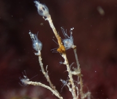 Ectopleura